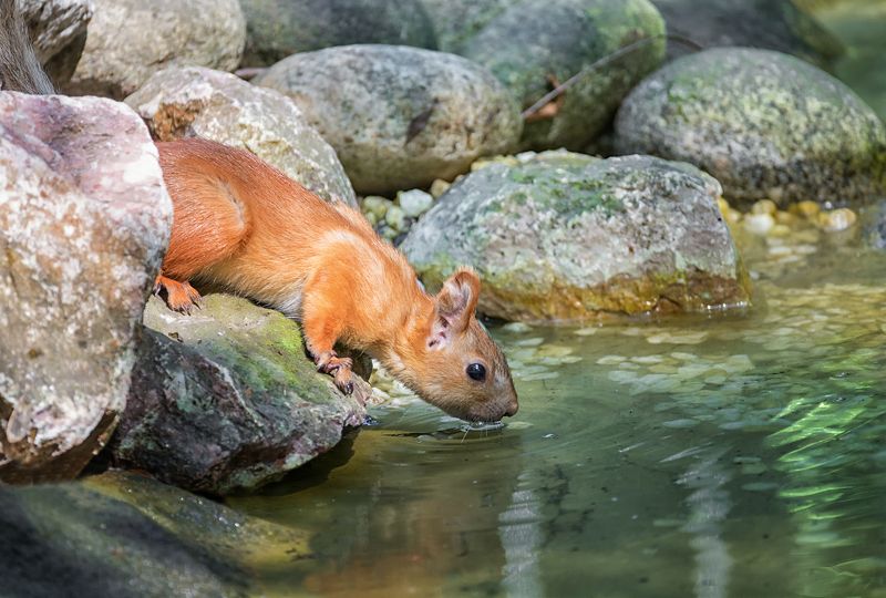 белка, озеро, водопой, жара, ***photo preview