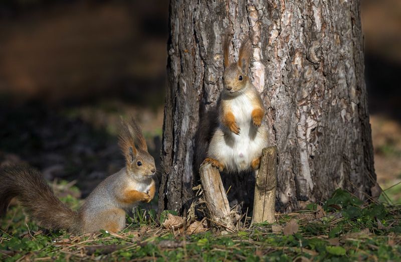 Из жизни белочекphoto preview