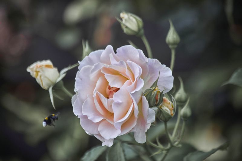 Роза - Йоли (Япония)…Мой Сад Москваphoto preview