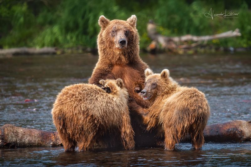 медведи,камчатка,медведь,медвежата Мадонна...photo preview