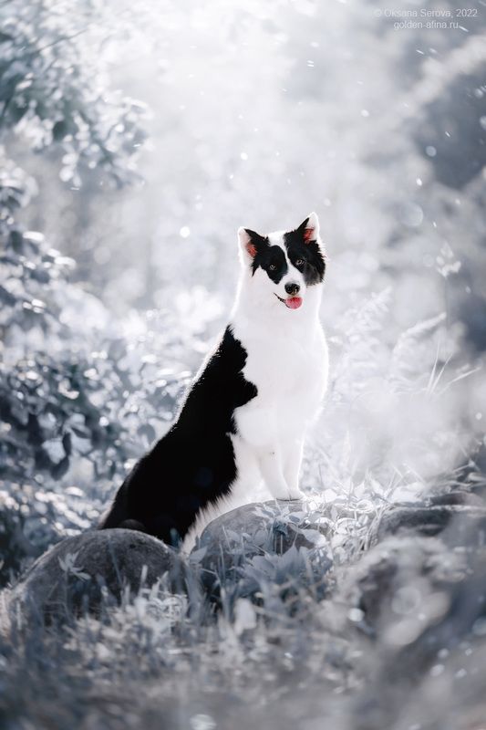 Снежная Королеваphoto preview