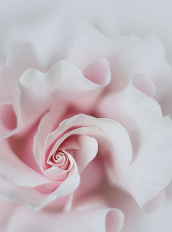 роза, цветы , природа , flowers Розаphoto preview