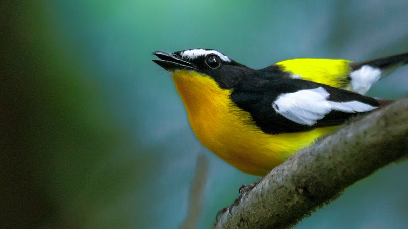 ficedula zanthopygia Ficedula zanthopygiaphoto preview