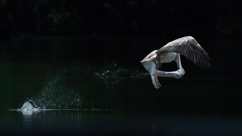 pelican,bird, india, nikon Art of Fishingphoto preview