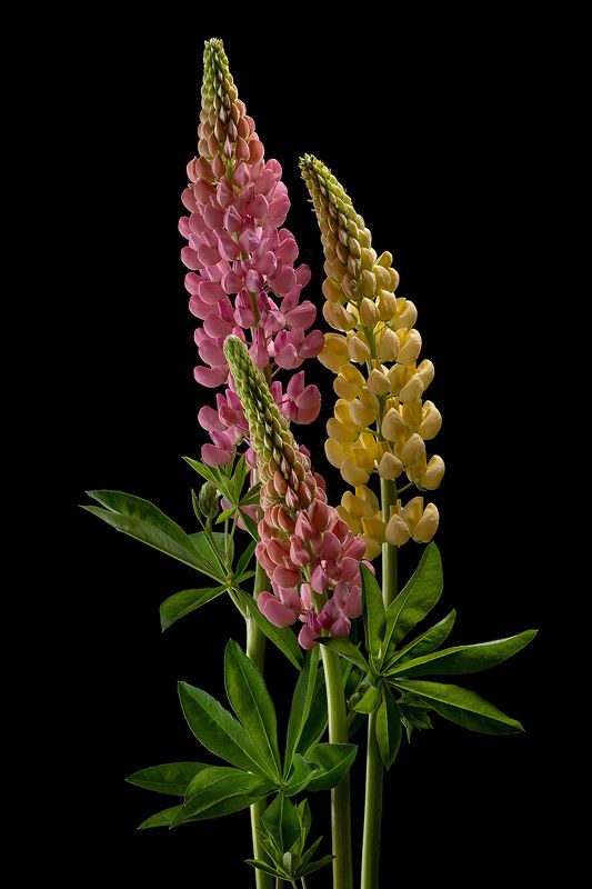 цветы, люпин, люпины, цветок, флора, природа, листья, лепестки, цветение Люпиныphoto preview