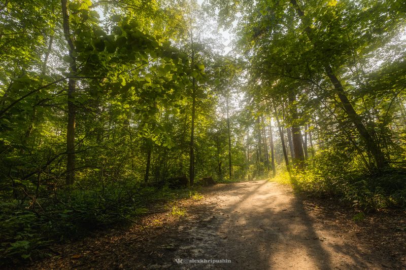 landscape Заповедный лесphoto preview