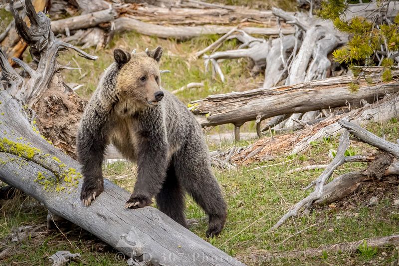 Grizzly photo preview