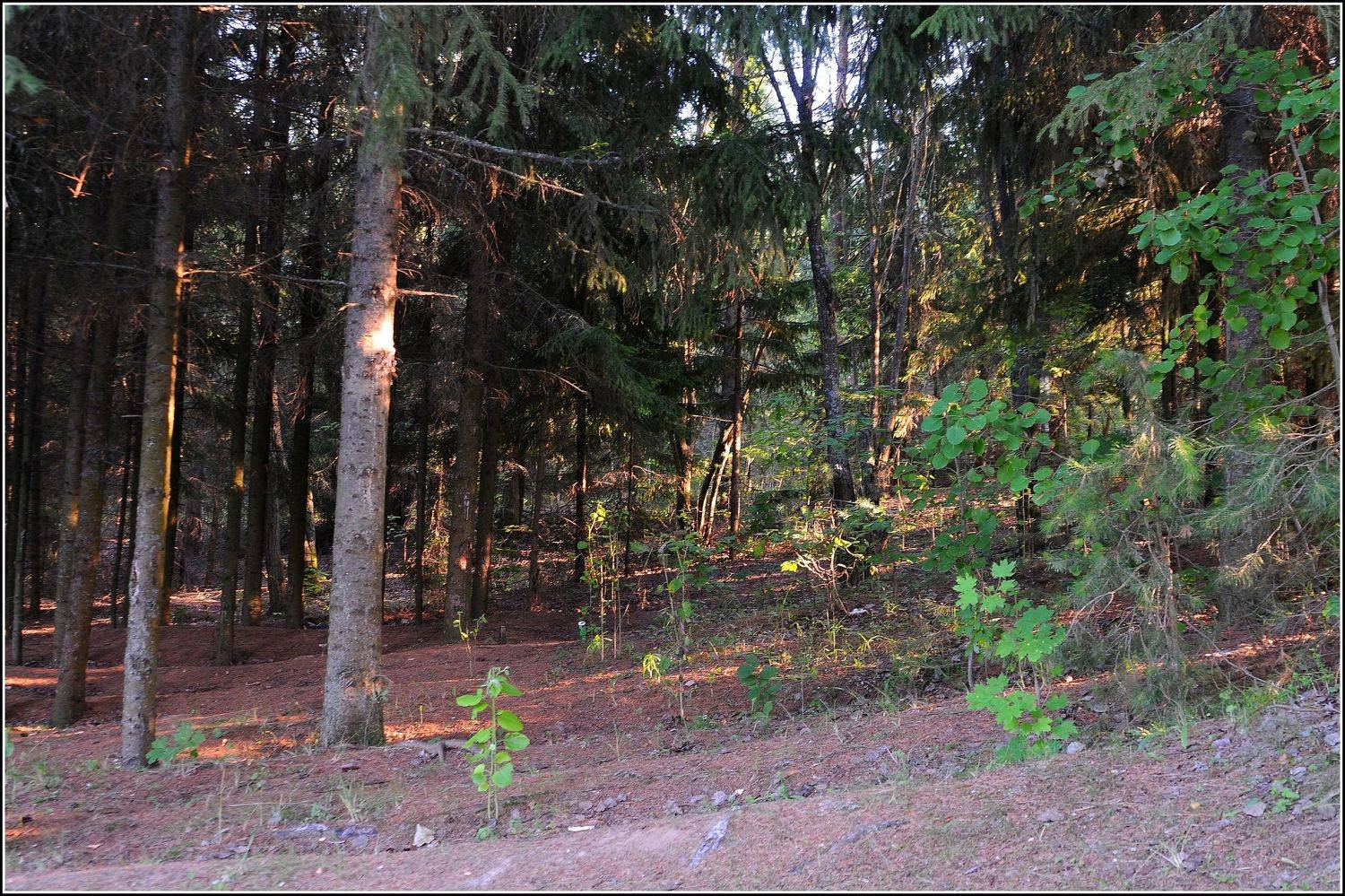 Свет заходящего солнца. Автор: Владимир , Владимир