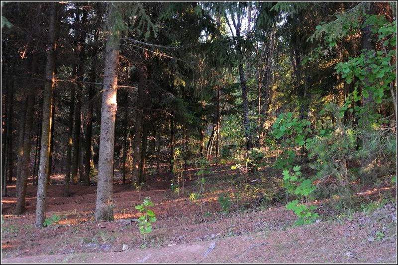 Свет заходящего солнцаphoto preview