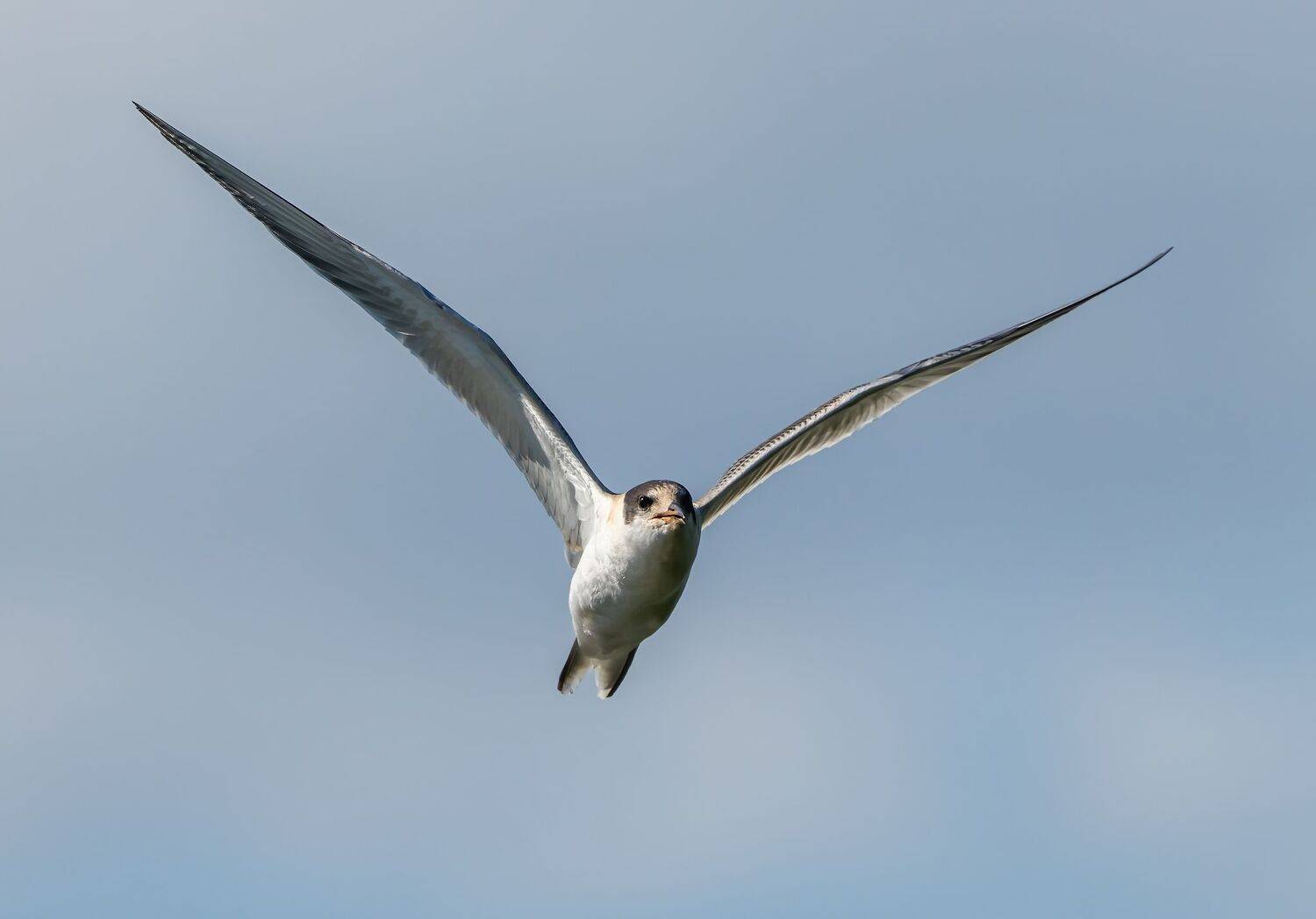 Крачка парящая. Автор: Константин Дэм , Константин Дэм