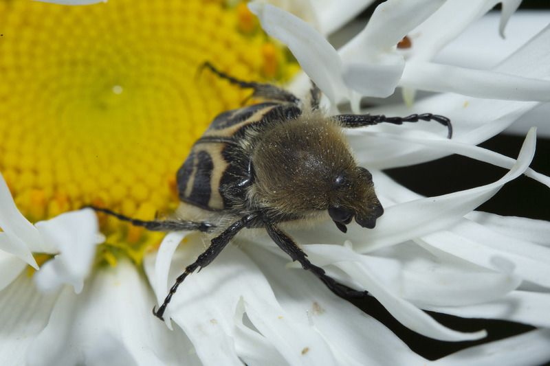 Жук, ромашка и дождь.photo preview