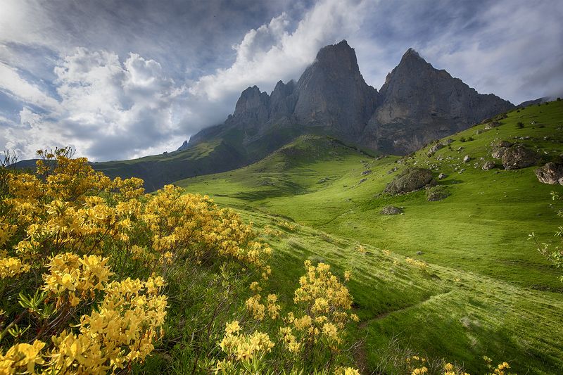 Цветениеphoto preview