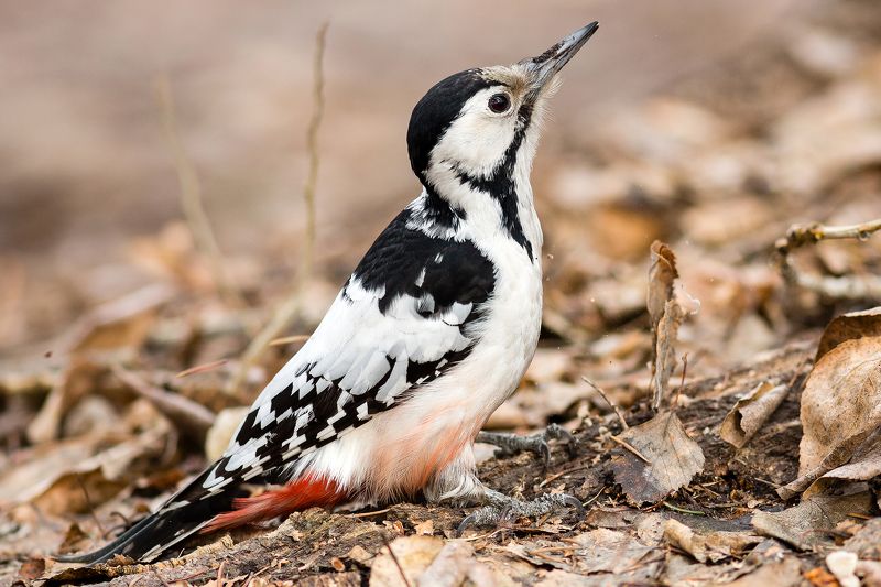 дятелphoto preview