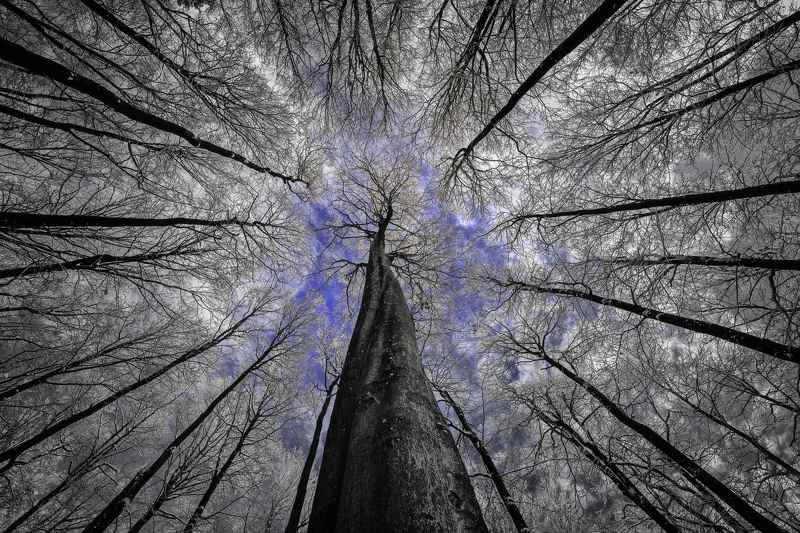 forest,trees,treetops,sky,beech,branch,tree trunk Blu Skyphoto preview