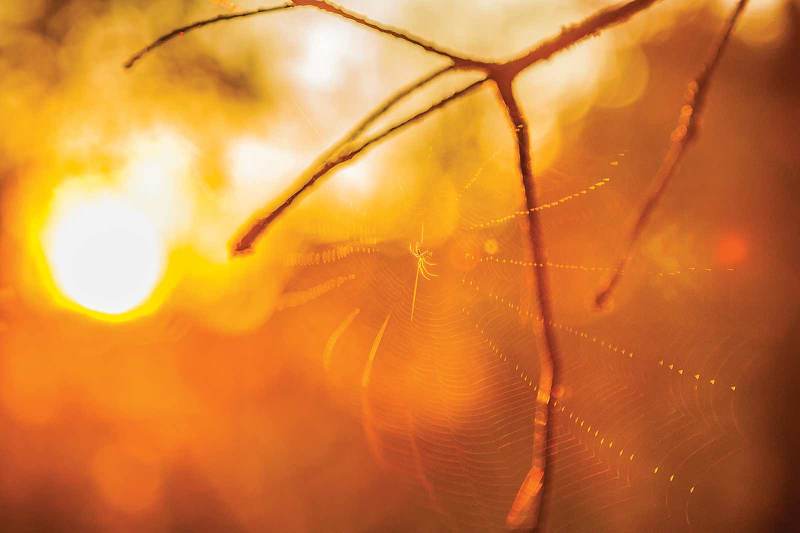 Ловец солнцаphoto preview