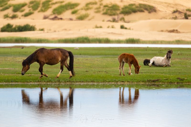 фототур, монголия Монголия. Июнь 2022photo preview