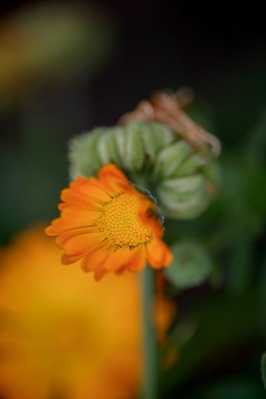 Июль волшебный photo preview