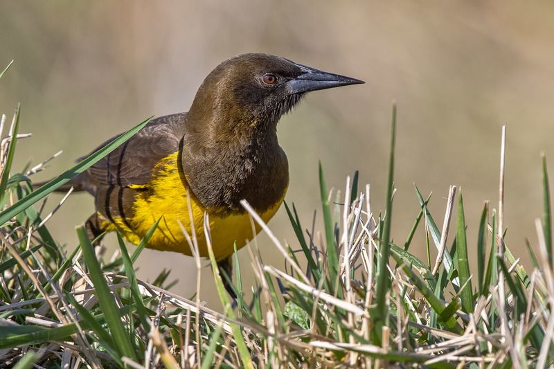 птицы, уругвай Клювphoto preview