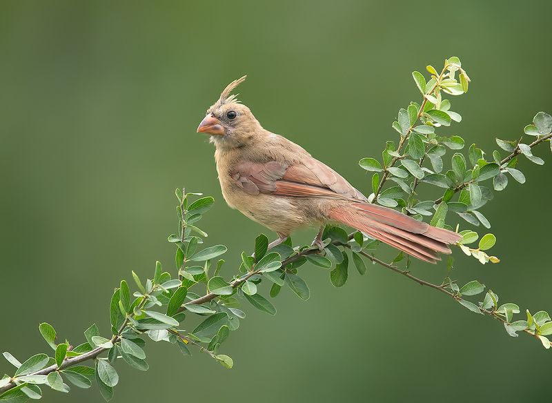 красный кардинал, northern cardinal, cardinal,кардинал Juvenile Female Northern Cardinal - cамка. Красный кардиналphoto preview