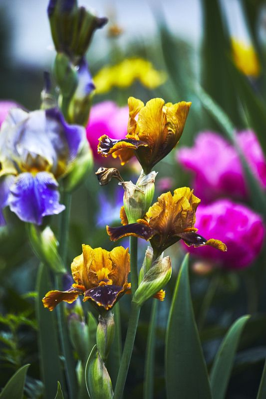 Ирисы… Мой сад. Москваphoto preview