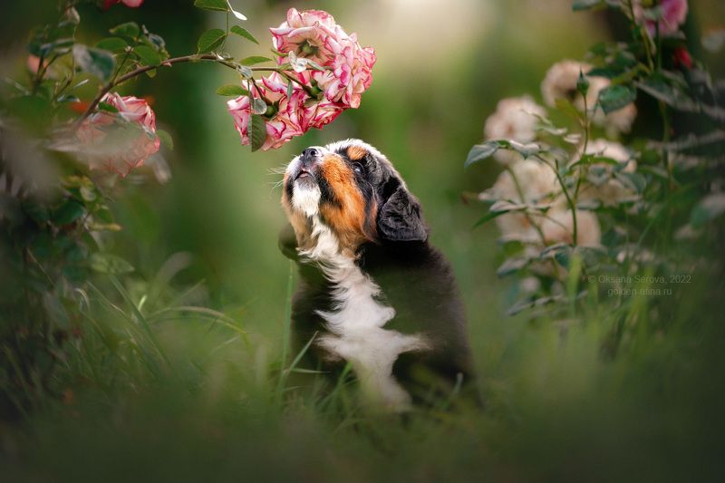 Маленький принцphoto preview