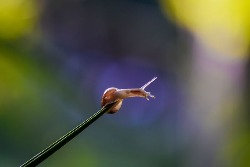 макро, макросказки, макроистории, улитки, вчувствование, созерцание, тишина, покой, лес, природа, красота, ***photo preview