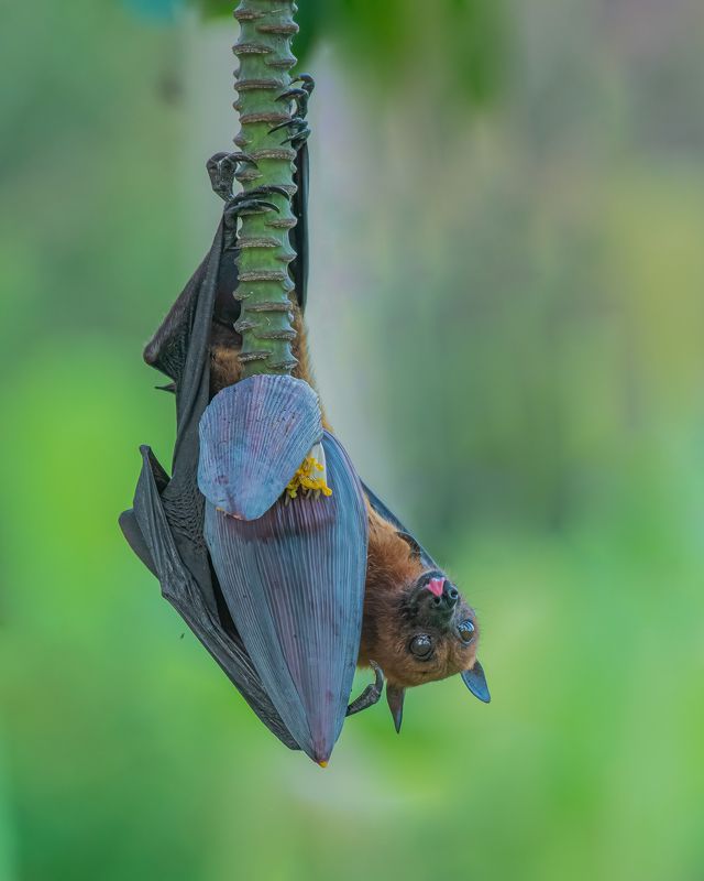 bird, India, Nikon Upside Downphoto preview