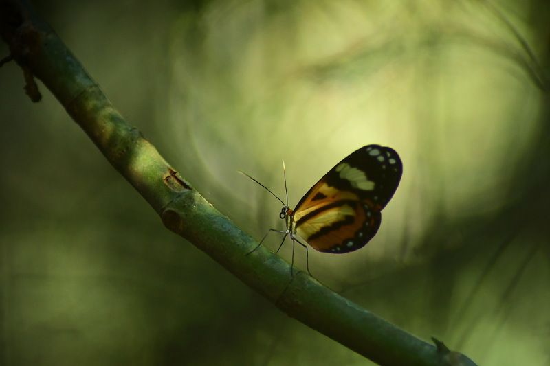 borboleta, denis moura,  mogi das cruzes,  brasil Borboletaphoto preview