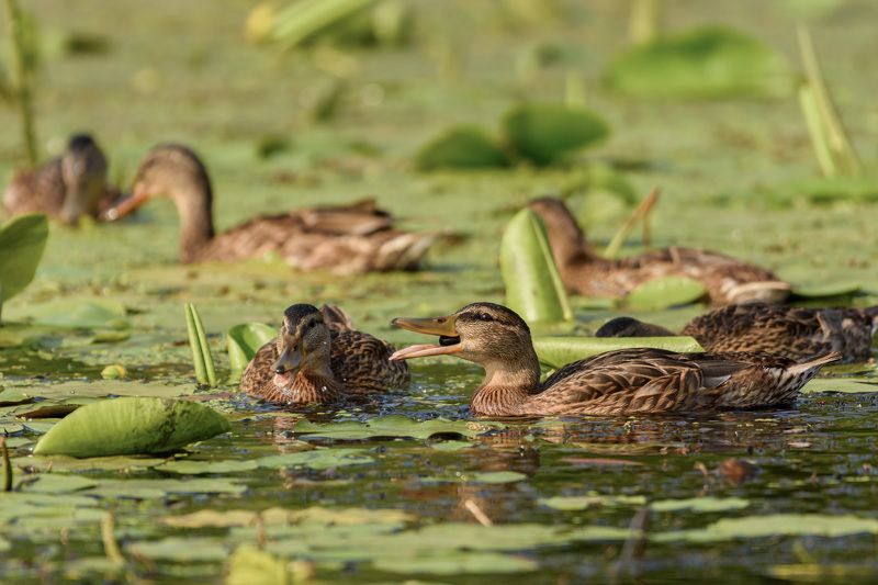 утки,кряква ***photo preview