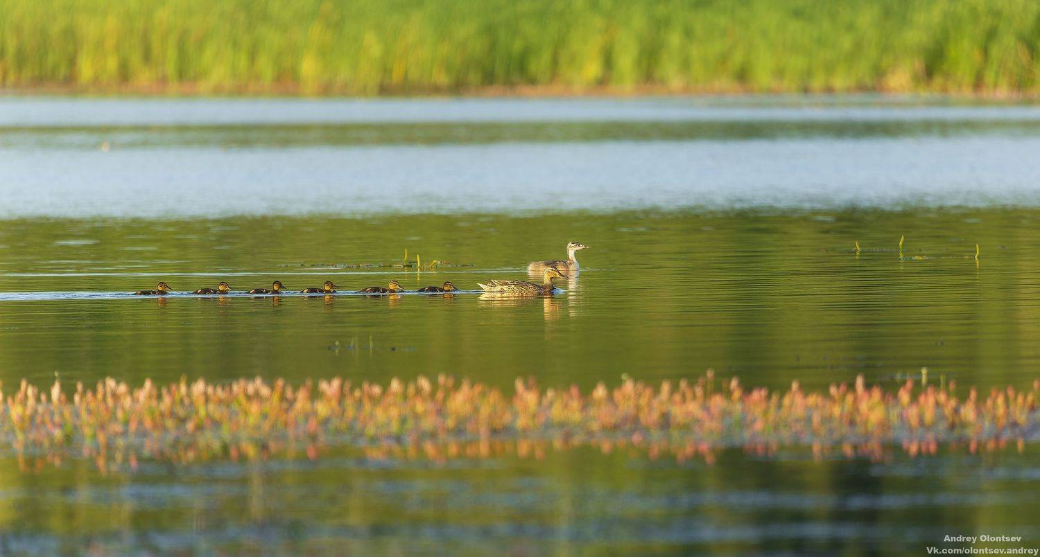 солнце, россия, рассвет, природа, подмосковье, погода, пейзажи, пейзаж, отражение, наукоград, красота, дубна, вода, весна, weather, water, spring, russia, reflection, naukograd, nature, moscow, landscape, dawn, canon, dubna, beauty, Олонцев Андрей