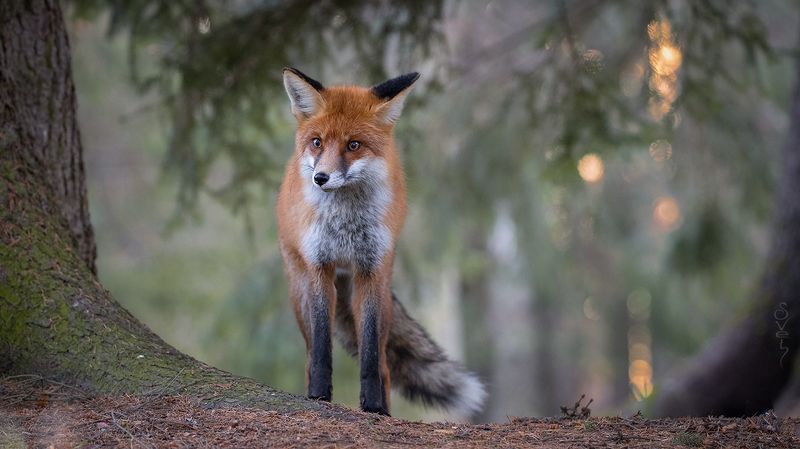лиса, закат слышишь, солнышко садитсяphoto preview