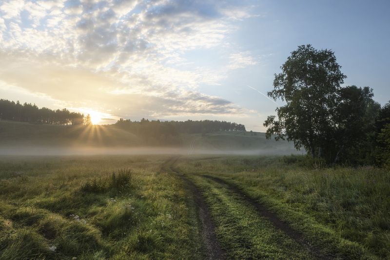 рассвет, туман, солнце, лес, восход, утро По утренней росеphoto preview