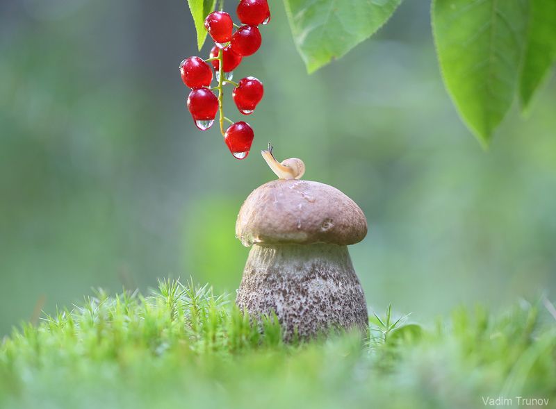 улитка, гриб Жажда фото превью