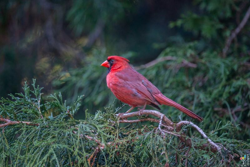 Northern Cardinalphoto preview