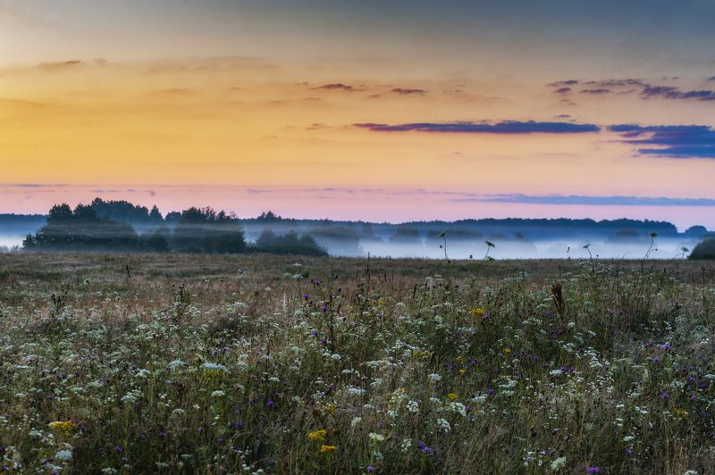 цветы, туман, россия, рассвет, природа, поле, пейзаж, лето Рассвет на лугуphoto preview