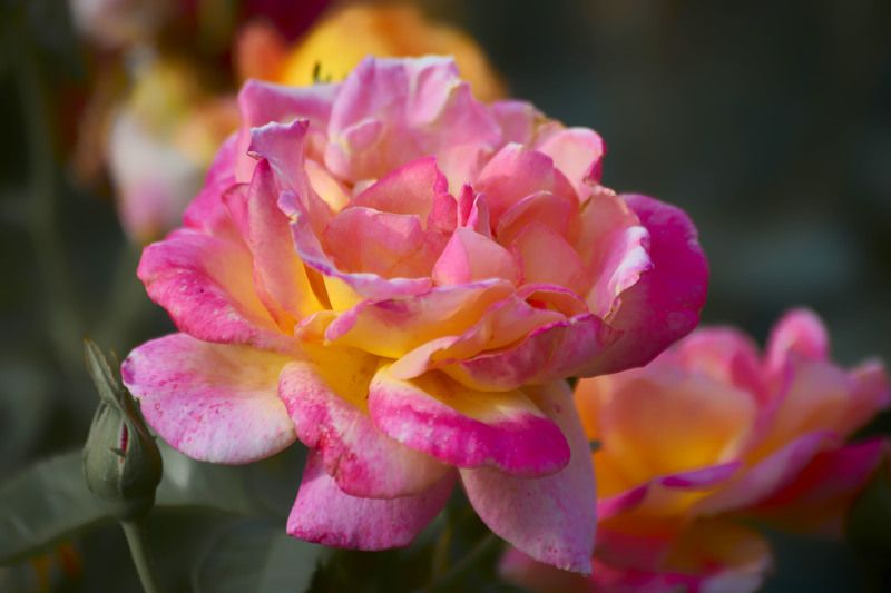 Роза, Восточный Экспресс… Мой Сад Москваphoto preview