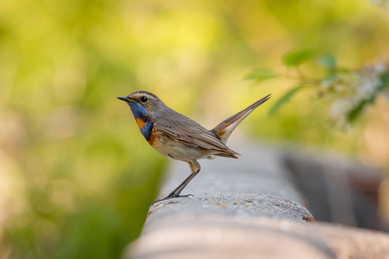 варакушка, птицы, birds, wildlife, bluethroat Варакушкаphoto preview