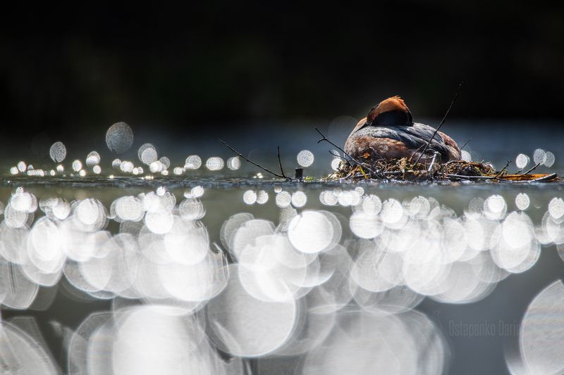 Жараphoto preview