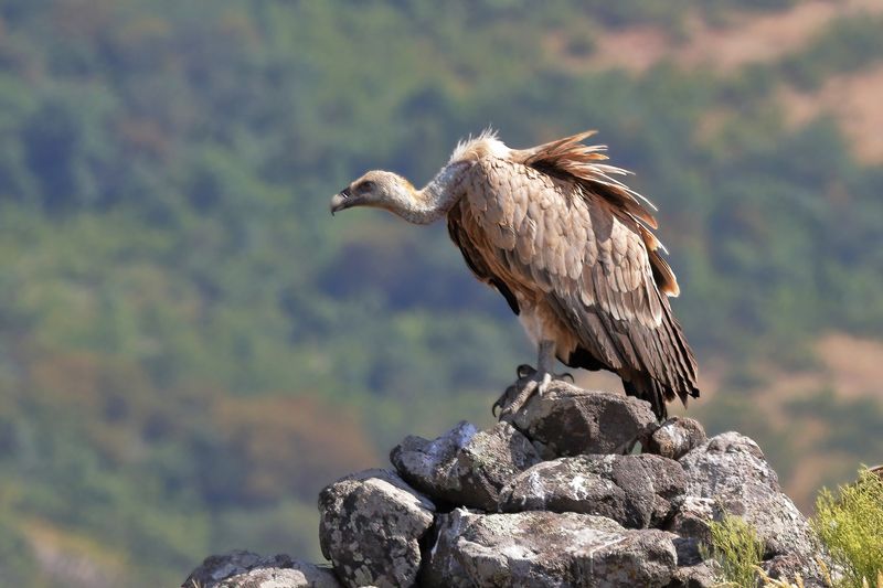 думающий белоголовый сип - 2photo preview