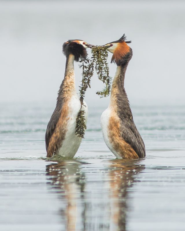 чомги Танец чомгphoto preview