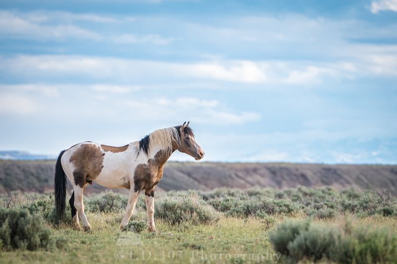 Travellerphoto preview