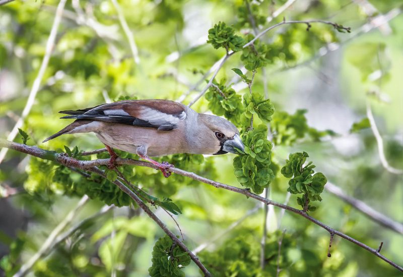 птица, дубонос, весенние листья, витаминизируется..photo preview