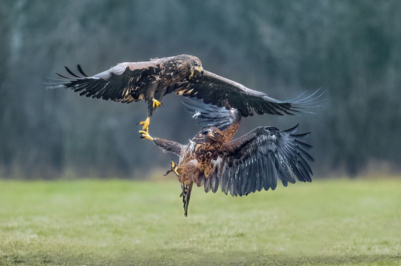 eagle, white-tailed eagle fightersphoto preview