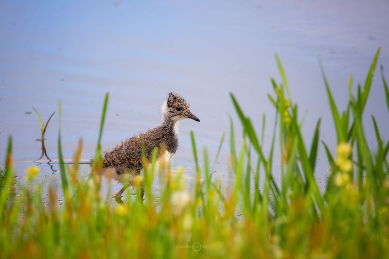 Птенец чибисаphoto preview