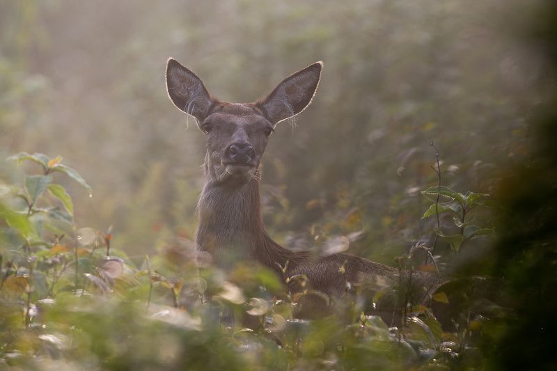 Briezu govsphoto preview