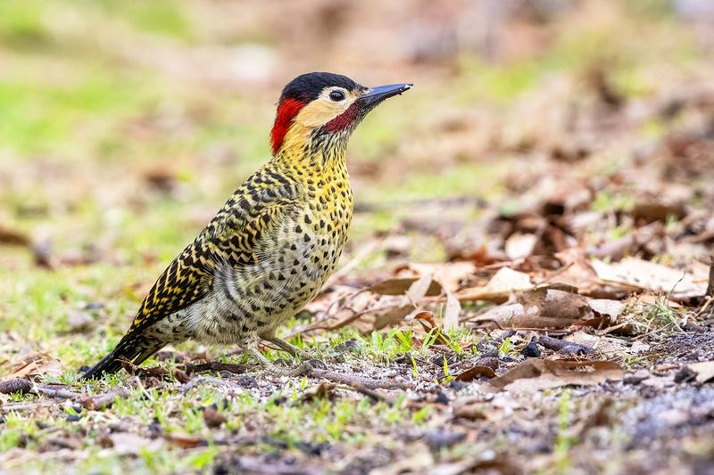 птицы, уругвай Платьице в сердечкахphoto preview