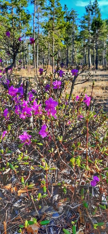 Цветы, багульник.  Багульник цветёт. photo preview