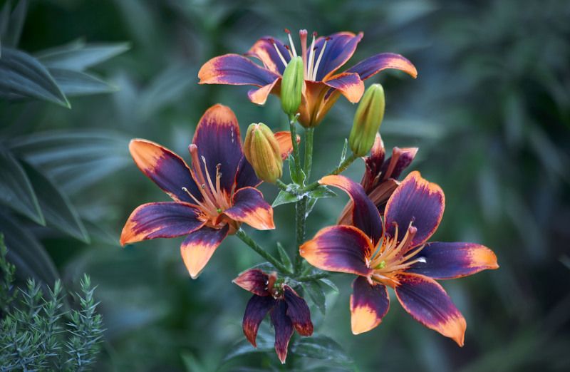 Лилии… Мой сад. Москваphoto preview