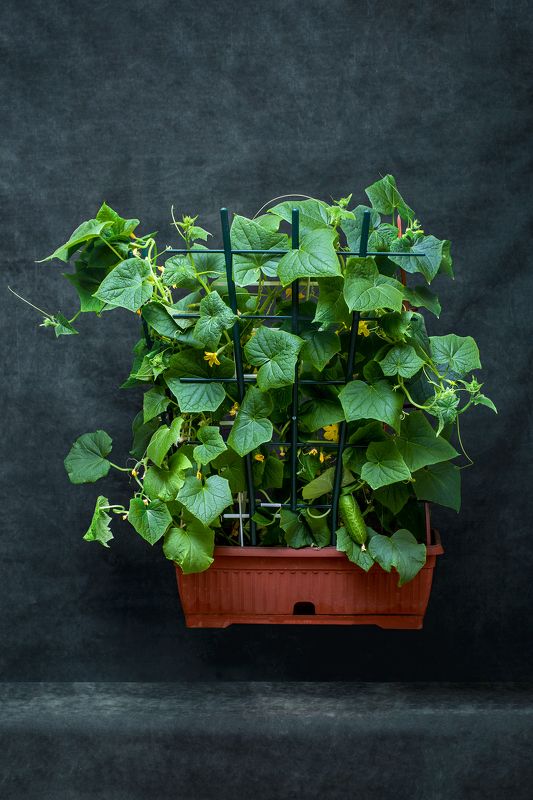 Зеленые парусаphoto preview