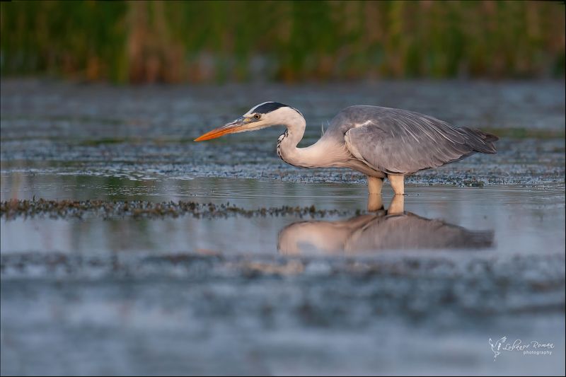 серая, цапля, лобанов, маныч, птицы, пересвет * * *photo preview